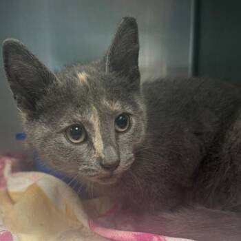 Sasha -  Domestic Short Hair Cat for Adoption in East Hanover, New Jersey - Sasha | PetCurious