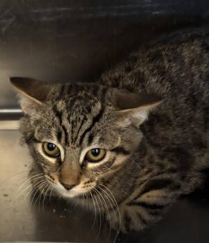 Gilbert -  Tabby Cat for Adoption in Raymond, Washington - Gilbert | PetCurious