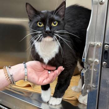 Domestic Short Hair Cats Available for Adoption in St. Augustine, Florida - Marco | PetCurious