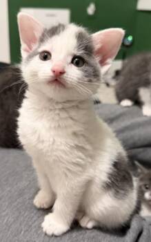 Domestic Short Hair Cats Available for Adoption in Colorado Springs, Colorado - LIL MAMA | PetCurious