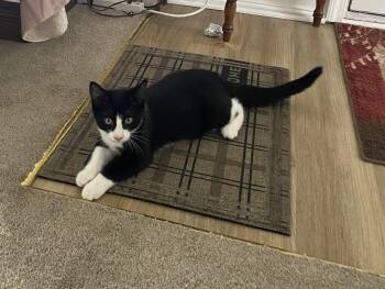 C337 Litter Lenny-adopted -  Domestic Short Hair and Tuxedo Cat for Adoption in Livonia, Michigan - C337 Litter Lenny-adopted | PetCurious