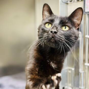 Inky -  Domestic Short Hair Cat for Adoption in Jackson Township, New Jersey - Inky | PetCurious