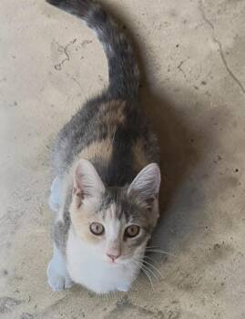 Aquamarine INDOOR ONLY -  Domestic Short Hair Cat for Adoption in Stockton, California - Aquamarine INDOOR ONLY | PetCurious