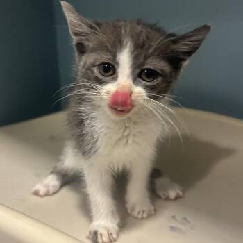 Anna Mae -  Domestic Short Hair Cat for Adoption in Chattanooga, Tennessee - Anna Mae | PetCurious