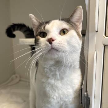 Cardamom -  Domestic Short Hair Cat for Adoption in Naperville, Illinois - Cardamom | PetCurious