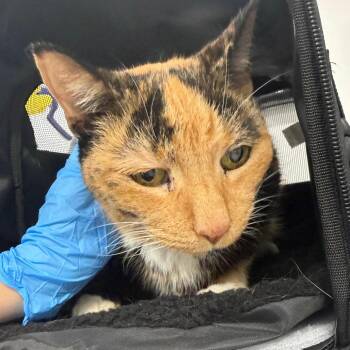 Asreal -  Domestic Short Hair Cat for Adoption in Newark, New Jersey - Asreal | PetCurious
