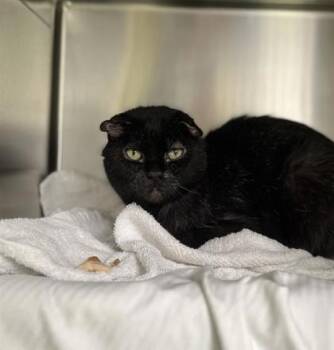 Domestic Short Hair Cats Available for Adoption in Montreal, Quebec - Gaga | PetCurious