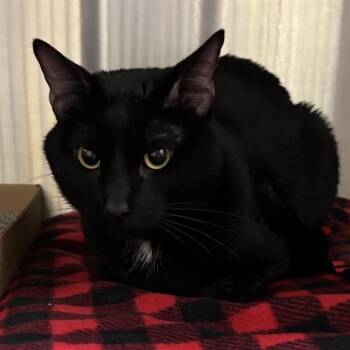 Domestic Short Hair Cats Available for Adoption in St. Louis, Missouri - EUSTACE | PetCurious