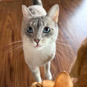 Siamese and Domestic Short Hair Cats Available for Adoption in Antioch, California - Remy | PetCurious