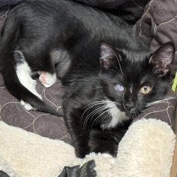 Cat Peach -  Domestic Short Hair Cat for Adoption in Davenport, Iowa - Cat Peach | PetCurious