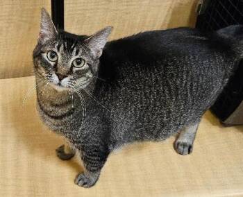 Rescue Tabby Cats for Adoption in Tulsa, Oklahoma - Dicey | PetCurious