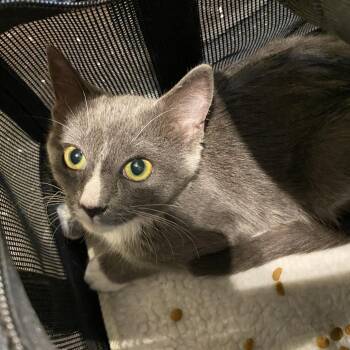 Mittens -  Domestic Short Hair Cat for Adoption in Lynchburg, Virginia - Mittens | PetCurious