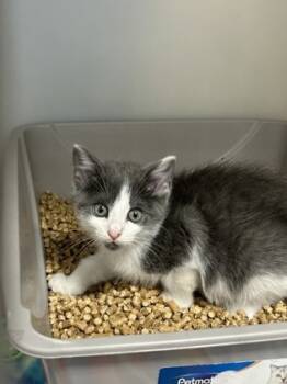 Rescue Domestic Short Hair Cats for Adoption in Cumming, Georgia - Casserole 1770-25 | PetCurious