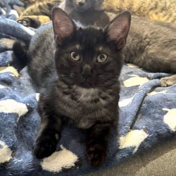 Domestic Short Hair Cats Available for Adoption - Winnie | PetCurious