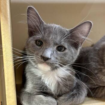 Rocky -  Domestic Short Hair Cat for Adoption in Sonora, California - Rocky | PetCurious