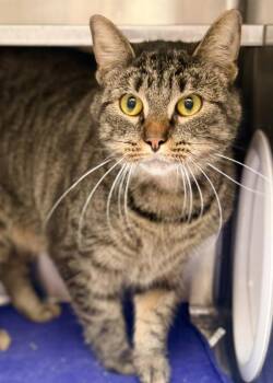 Jinx -  Domestic Short Hair Cat for Adoption in Novato, California - Jinx | PetCurious