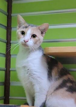 Rescue Domestic Short Hair Cats for Adoption in St. Peters, Missouri - SHADOW MIST | PetCurious