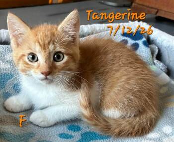 Tangerine -  Domestic Short Hair Cat for Adoption in Gouverneur, New York - Tangerine | PetCurious