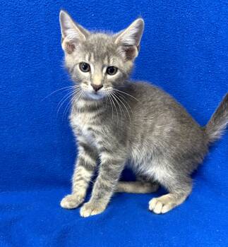 Oliver Queen -  Domestic Short Hair Cat for Adoption in Valdosta, Georgia - Oliver Queen | PetCurious
