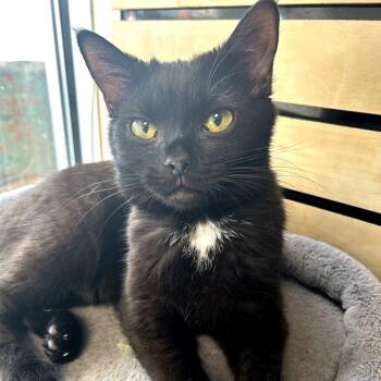 Domestic Short Hair Cats Available for Adoption in Huntsville, Alabama - Barry | PetCurious