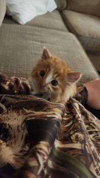 Rescue Domestic Long Hair Cats for Adoption in Metamora, Illinois - Biscuit | PetCurious