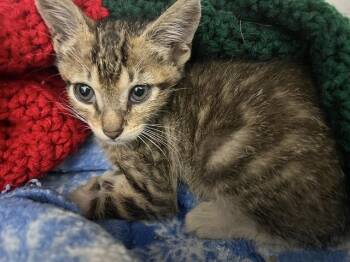 A2477201 -  Domestic Short Hair Cat for Adoption in Fort Lauderdale, Florida - A2477201 | PetCurious