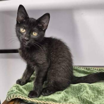 Nine Dollas -  Domestic Short Hair Cat for Adoption in Davenport, Iowa - Nine Dollas | PetCurious
