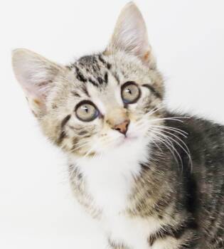 Tabby and Turkish Van Cats Available for Adoption in Bedford Hills, New York - Wine Is Simply Wonderful!  Gorgeous Mini Cutie! | PetCurious