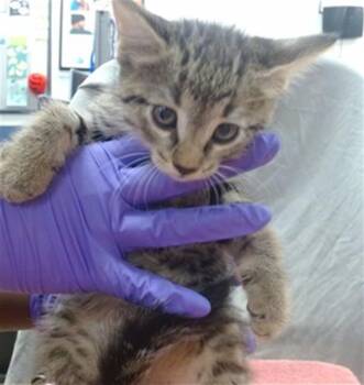 KASHI -  Domestic Short Hair Cat for Adoption in Doral, Florida - KASHI | PetCurious