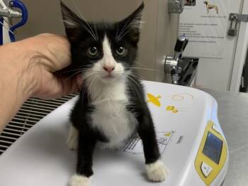 A254442 -  Domestic Short Hair Cat for Adoption in Visalia, California - A254442 | PetCurious