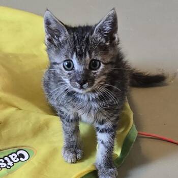 Taffy -  Domestic Short Hair Cat for Adoption in Mineral Point, Wisconsin - Taffy | PetCurious