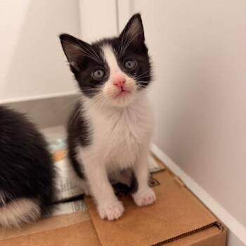 Domestic Short Hair Cats Available for Adoption in Los Angeles, California - Zendaya | PetCurious