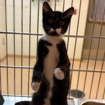 Sylvester -  Domestic Short Hair Cat for Adoption in Leander, Texas - Sylvester | PetCurious