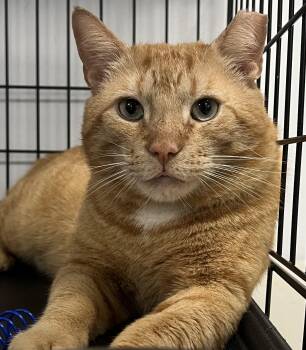 Domestic Short Hair Cats Available for Adoption in Johnston, Rhode Island - JD | PetCurious