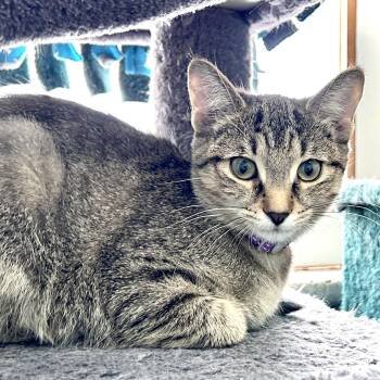Domestic Short Hair Cats Available for Adoption - Fern | PetCurious