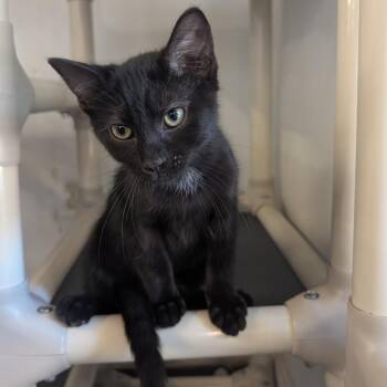 Juniper -  Domestic Short Hair Cat for Adoption in Tylertown, Mississippi - Juniper | PetCurious