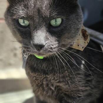 Atlas -  Domestic Short Hair Cat for Adoption in Lakewood, Colorado - Atlas | PetCurious