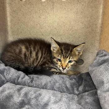 Buddy 26-06-161 -  Domestic Short Hair Cat for Adoption in Bastrop, Texas - Buddy 26-06-161 | PetCurious