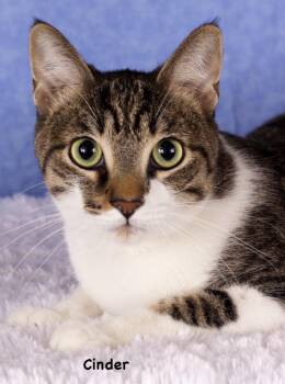 Domestic Short Hair Cats Available for Adoption in Gilbert, Arizona - Cinder | PetCurious