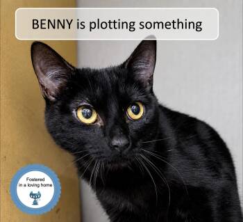 Domestic Short Hair Cats Available for Adoption in Cincinnati, Ohio - Benny | PetCurious