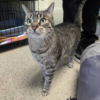 Dexter -  Domestic Short Hair Cat for Adoption in Oshkosh, Wisconsin - Dexter | PetCurious