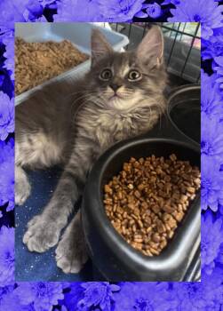 Jordan -  Domestic Medium Hair Cat for Adoption in Orlando, Florida - Jordan | PetCurious