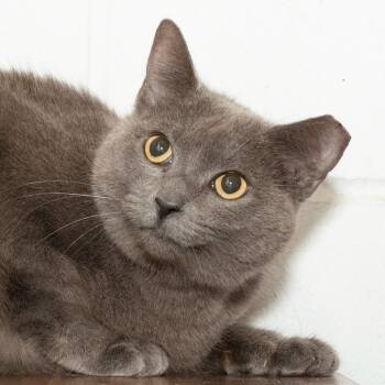 Rescue Domestic Short Hair Cats for Adoption in Troy, Ohio - Grazie | PetCurious