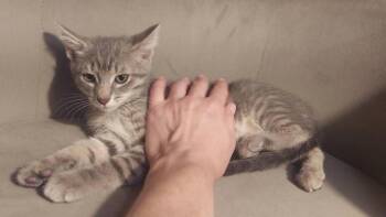 Leia -  Domestic Short Hair Cat for Adoption in Lorain, Ohio - Leia | PetCurious