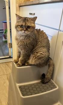 British Shorthair Cats Available for Adoption - Sakura (British Shorthair) | PetCurious