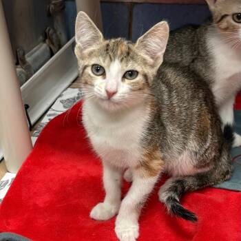 Sunny -  Domestic Short Hair Cat for Adoption in Westhampton, New York - Sunny | PetCurious