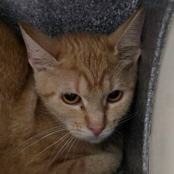 Edith -  Domestic Short Hair Cat for Adoption in Abilene, Texas - Edith | PetCurious