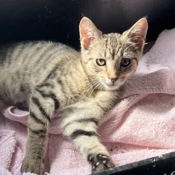 Rescue Domestic Short Hair Cats for Adoption in Williamsville, New York - Talia | PetCurious