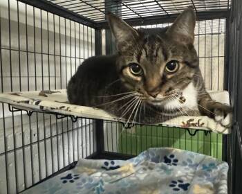 Rescue Domestic Short Hair Cats for Adoption in Saint Albans City, Vermont - Mikey | PetCurious