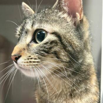 Ember -  Domestic Short Hair Cat for Adoption in East Hanover, New Jersey - Ember | PetCurious
